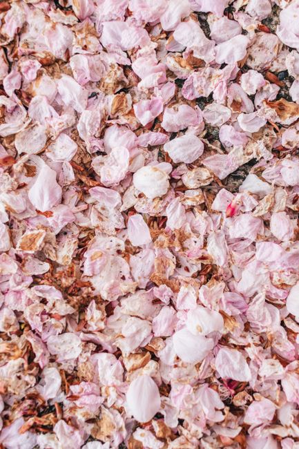 Cherry blossom petals animation