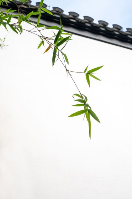 一个人拿着手机对着不知名的古老建筑和植物拍照，屏幕上显示识别结果。