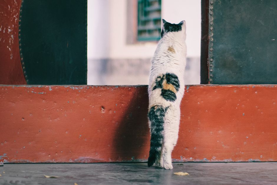 天猫网购维权申诉流程图