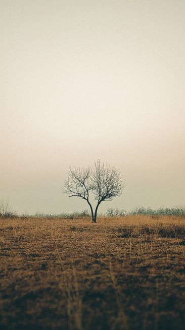 选择AI编程助手的决策流程图